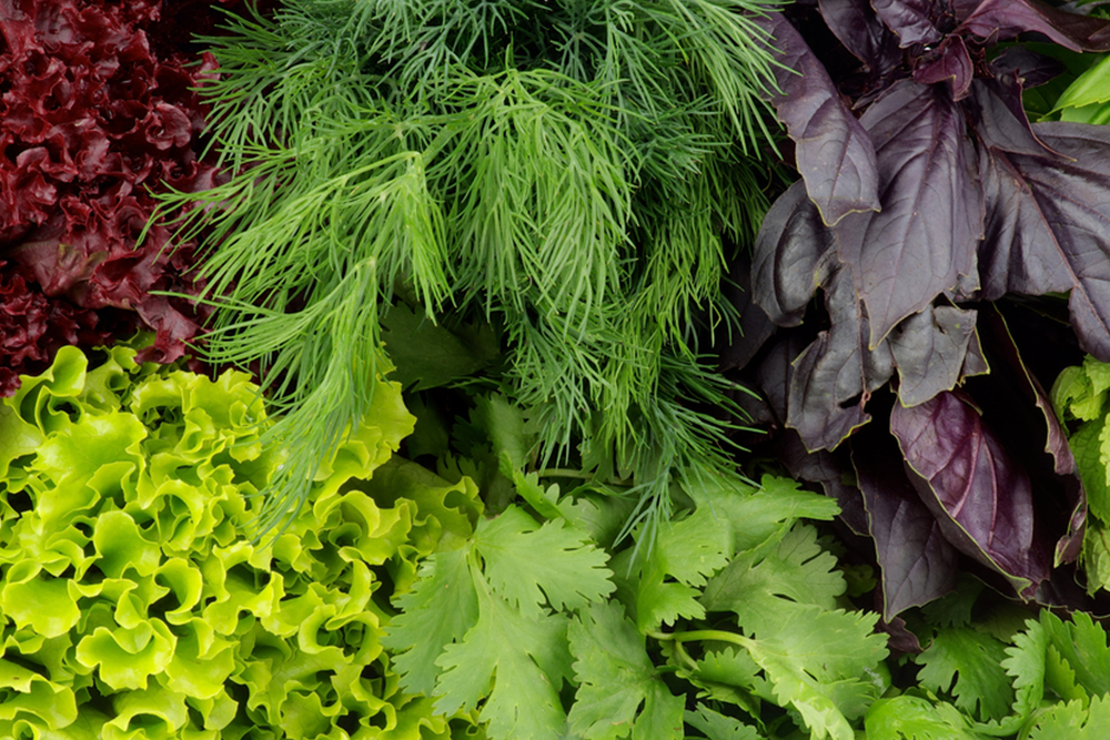 Background of Various Fresh Greens with Lettuce, Basil, Mint, Dill and Parsley closeup